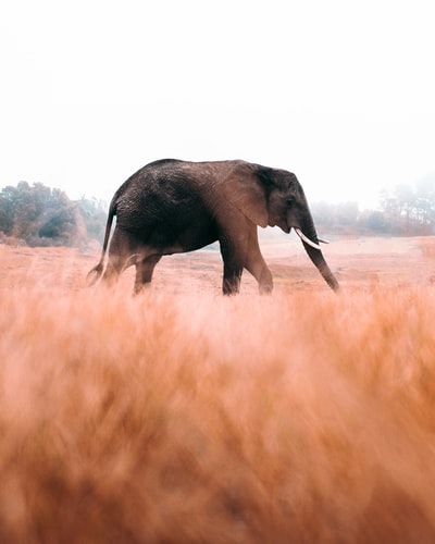 大象白天在棕色的草地上行走